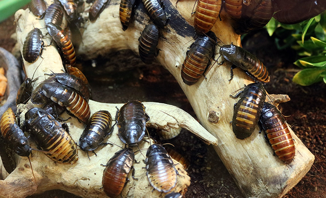 Cockroaches on bed