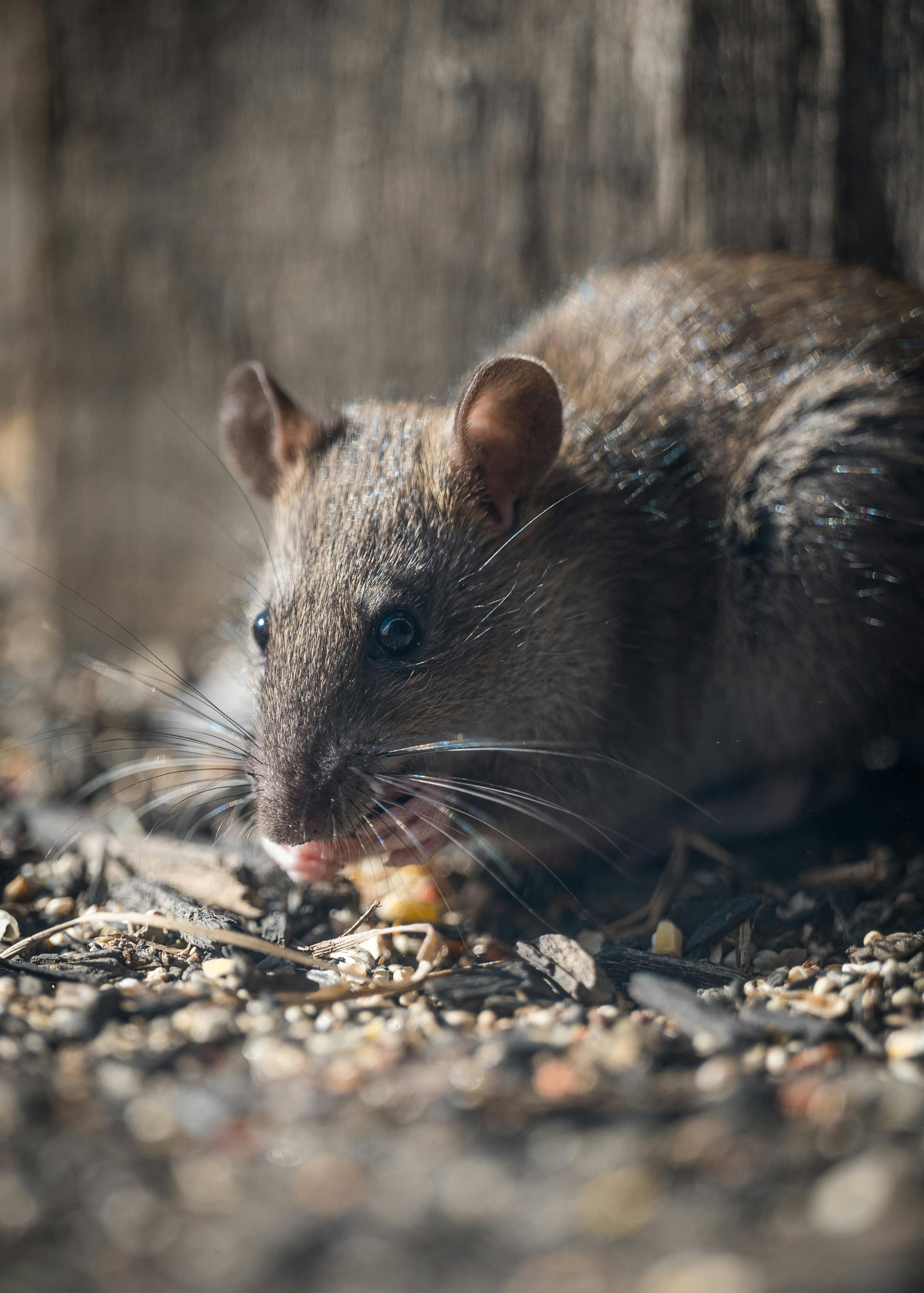 Mice Eradication London