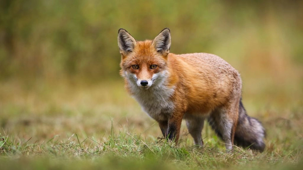 Fox Eradication London