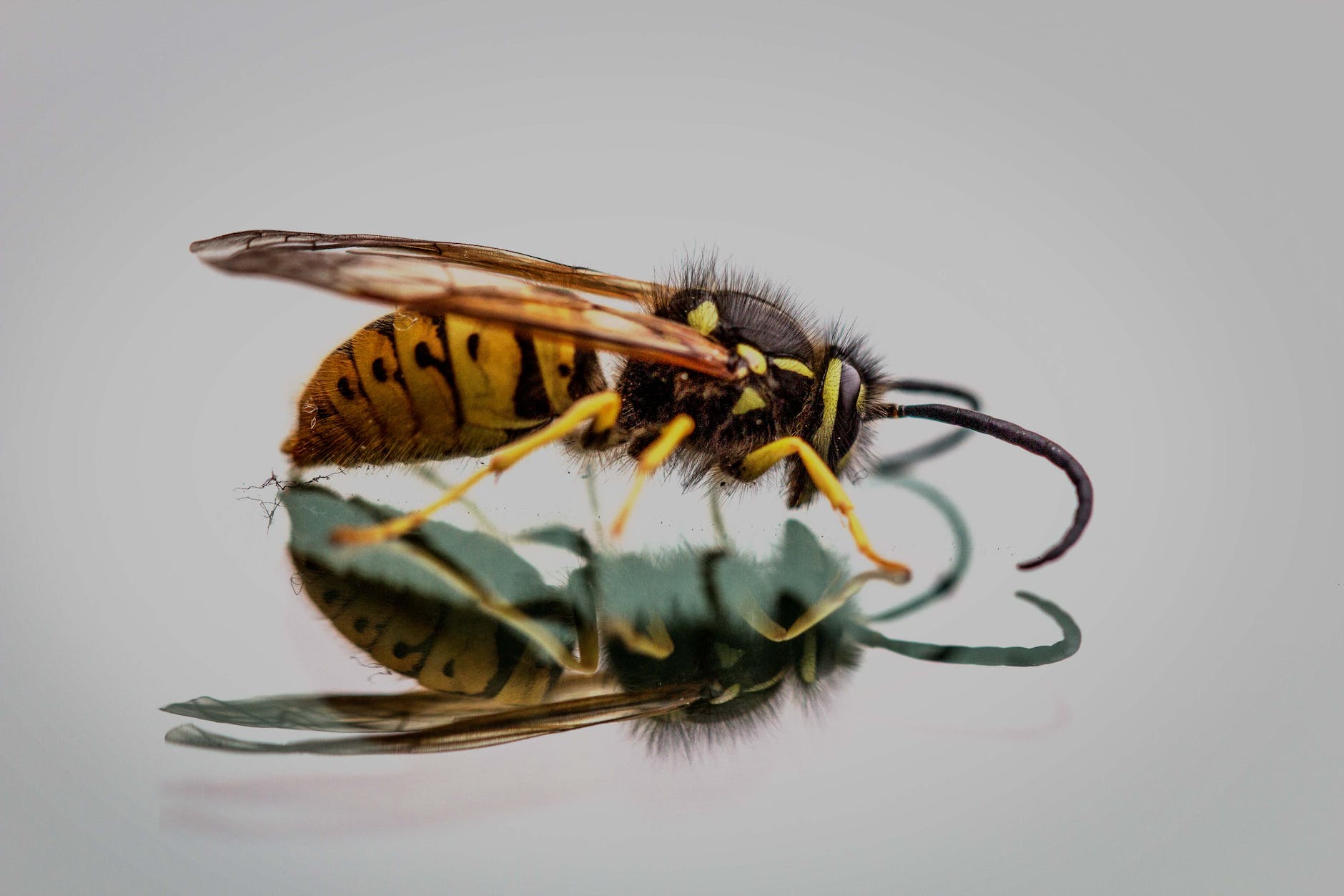 Wasp Nest Eradication Bushey!