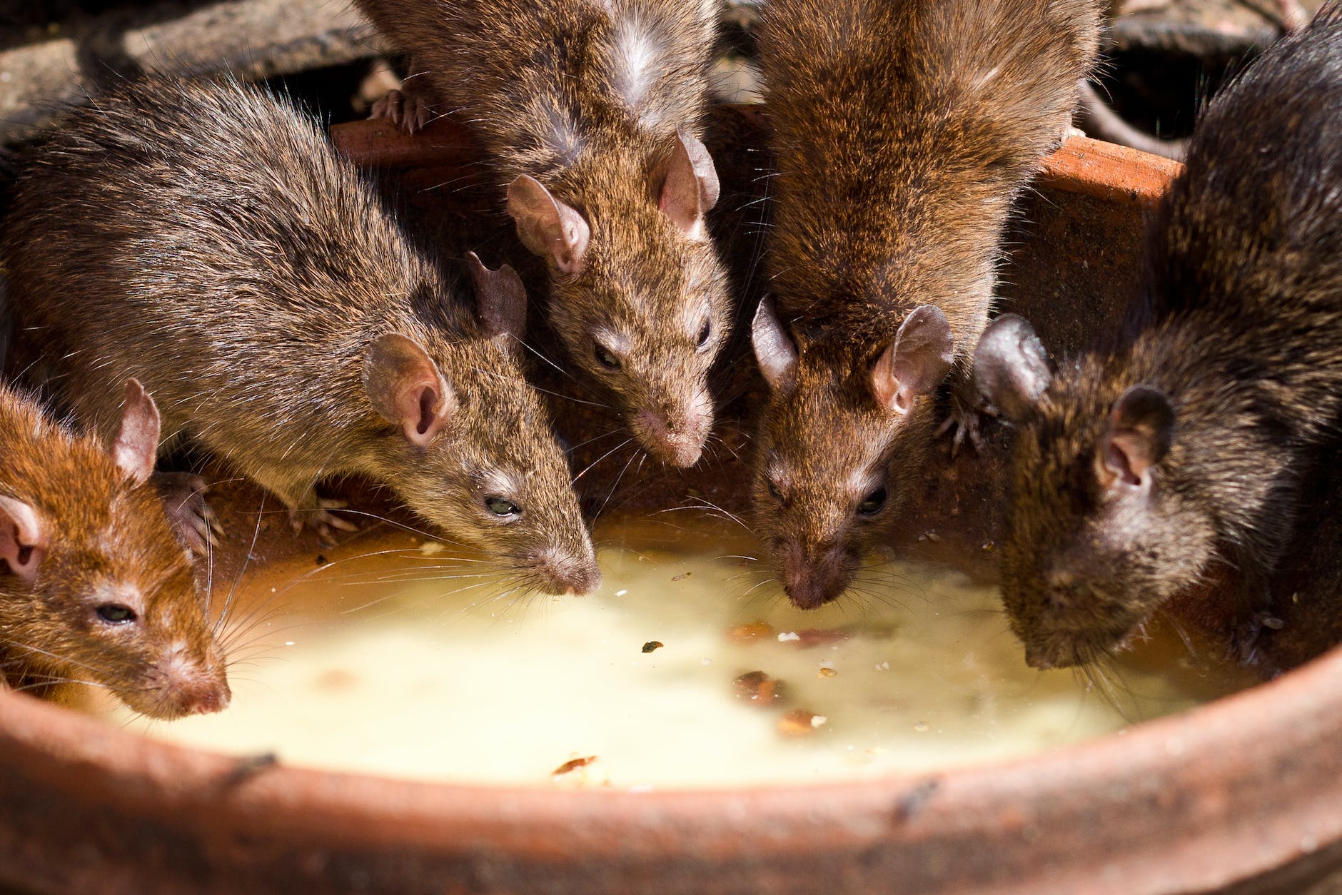 Rat infestation in terrace house Knightsbridge!
